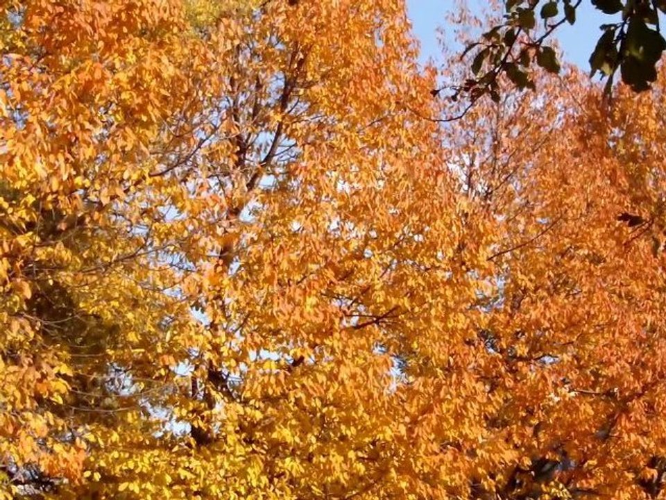 Autumn 2011