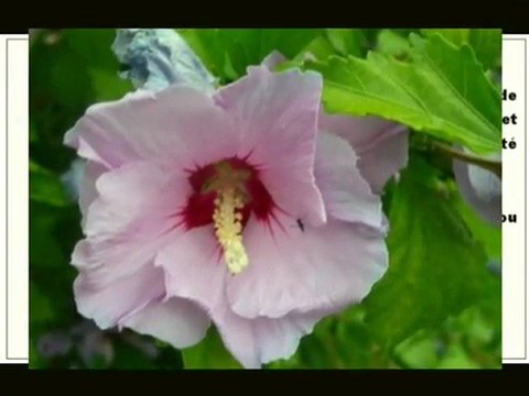 Avis de décès de décès AVIS Paris