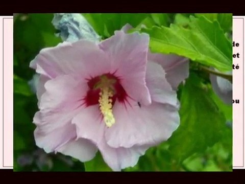 Death announcement de décès AVIS Paris