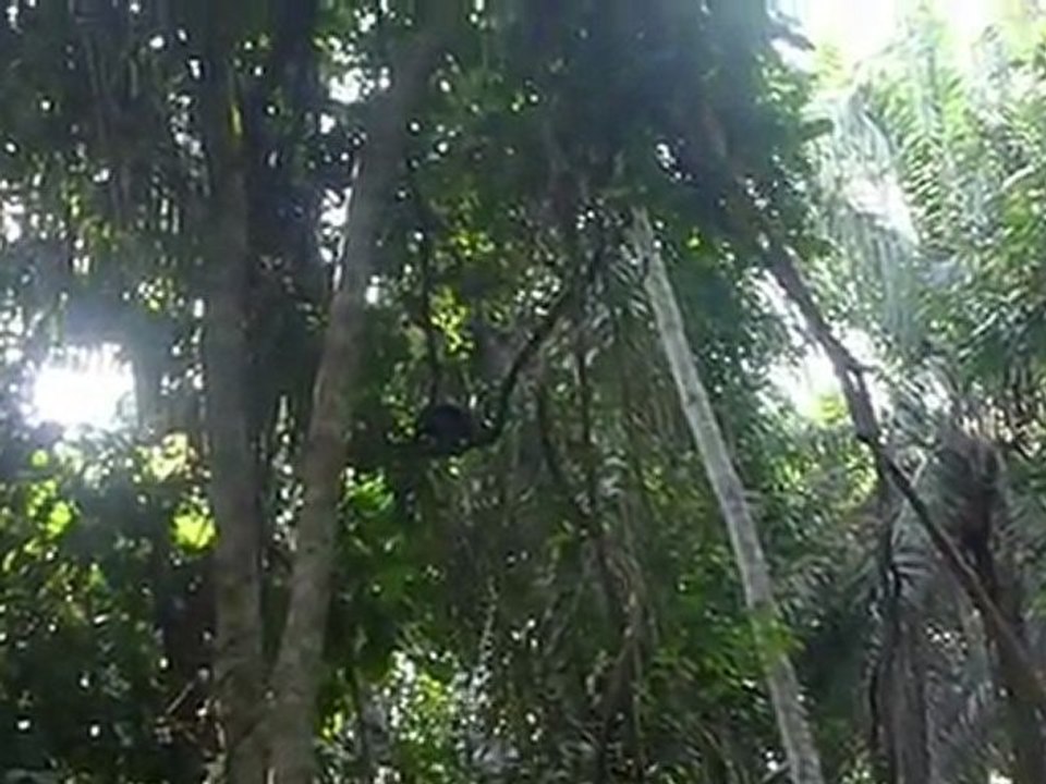 singe2 - Haut débit