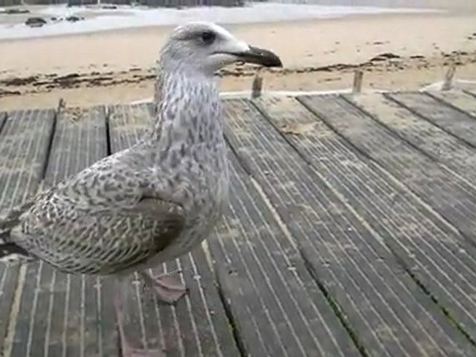 mon ami de la govelle