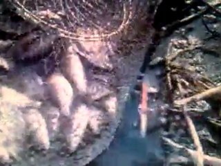 Ловись рыбка