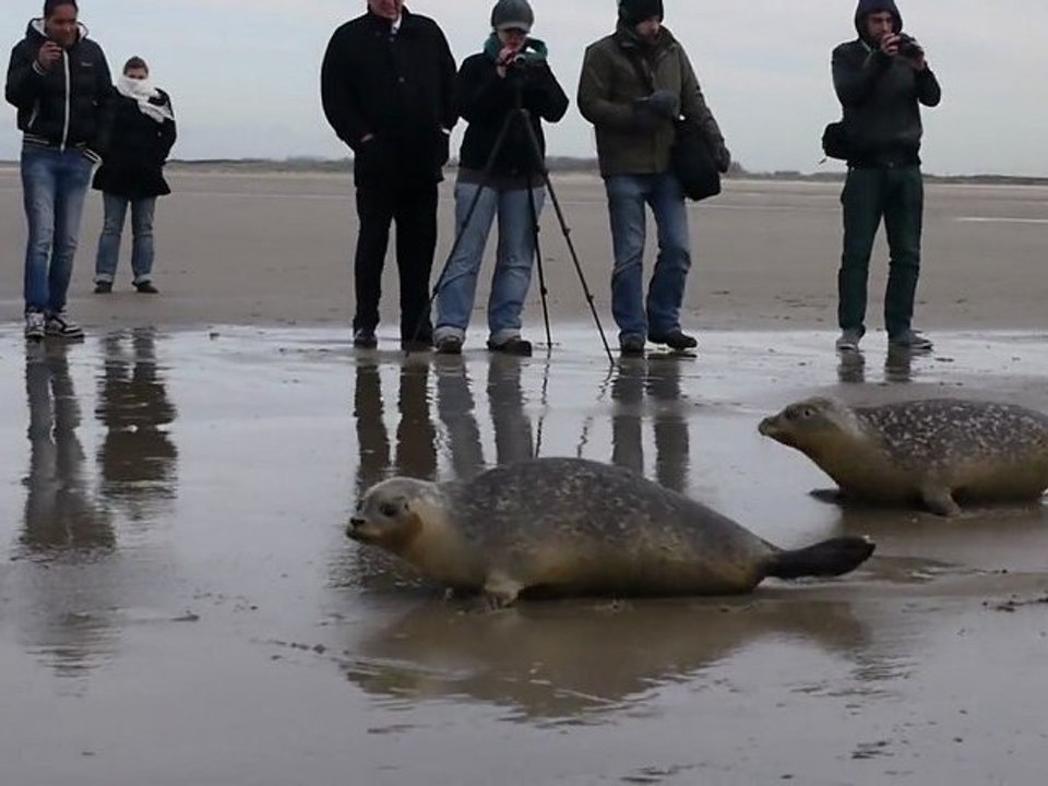 Trois jeunes phoques relâchés sur la plage de Calais