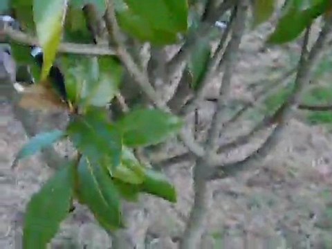 le dernier petit berger australien mâle noir tricolore