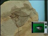Karabatak kafatası ve Mene balığı fosili (evrimciler fosil gösteremezler)