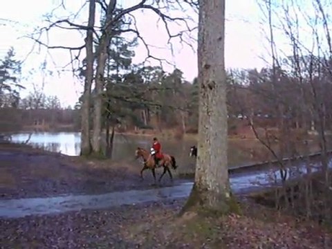 Chasse à courre du cerf : pendant la chasse