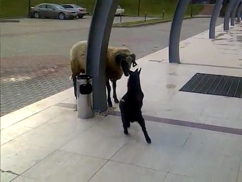 KEÇİ'NİN GALİBİYETİ - (BY_ TURGUT REYHAN)