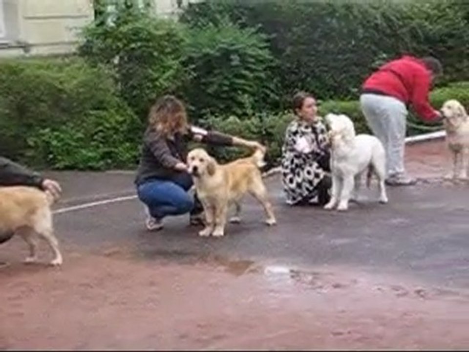 NE Roiffé 11-9-11 toutes les pupy femelles