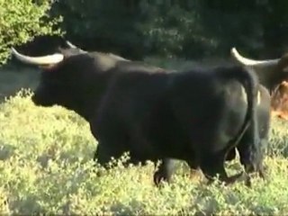 Au nom de l'inculture Phil Pariss