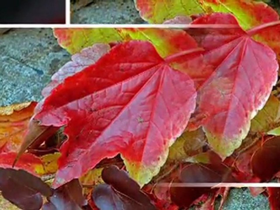 ТВОЯТА ЕСЕН - Your autumn