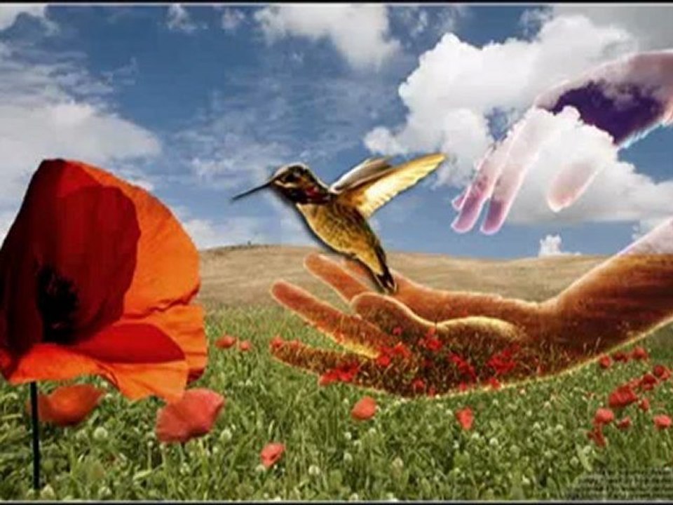 Fatih Kısaparmak - Gelincik