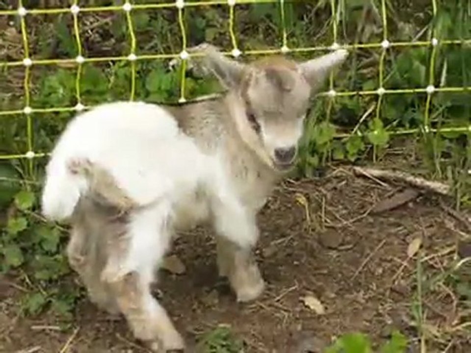 Elevage des Tourelles - Galipette fait ses premiers pas dans le grand enclos