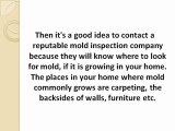 Remove Mold from your Home or Office with the Help of One of the Best Mold Removal Companies