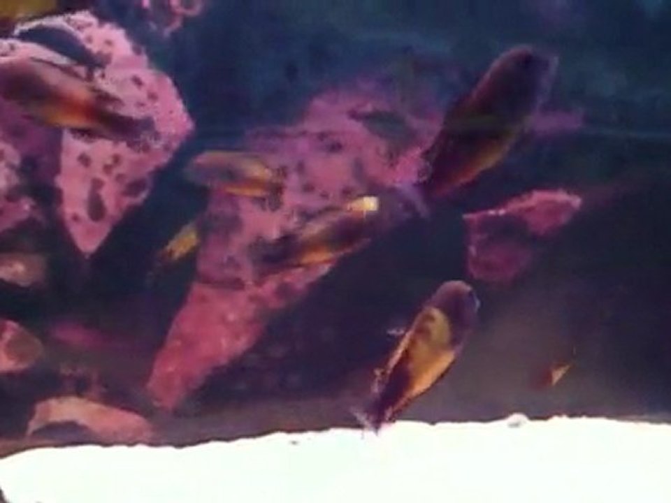 F1 AIRFISH IKOLA