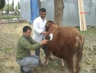 İneğin Midesinden Metan Gazı Çıkarttı