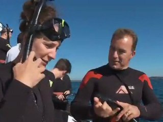 Swimming with dolphins in Western Australia