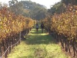 Wine Touring in Margaret River, Western Australia