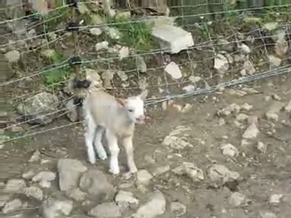 Elevage des Tourelles - Galopin appelle sa maman !