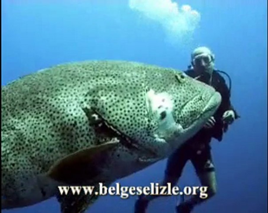 Orfoz Balığı www.belgeselizle.org