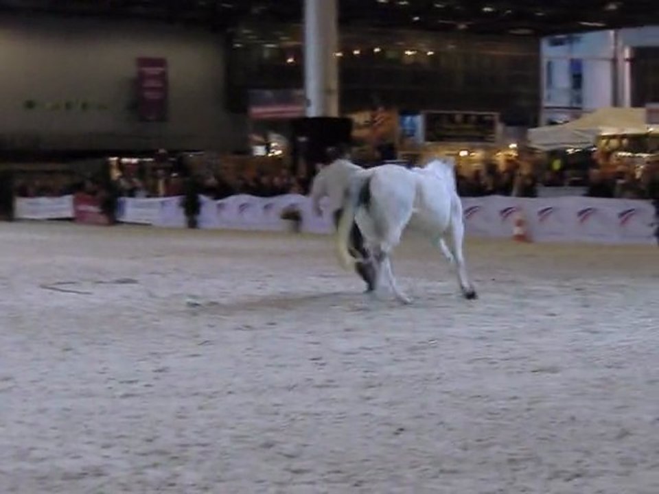 démonstration de liberté , le haras de la cense !!!!