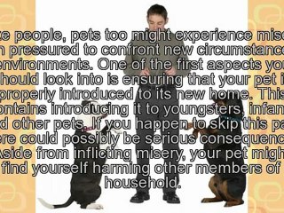 Dog Health Information - What You Should Know