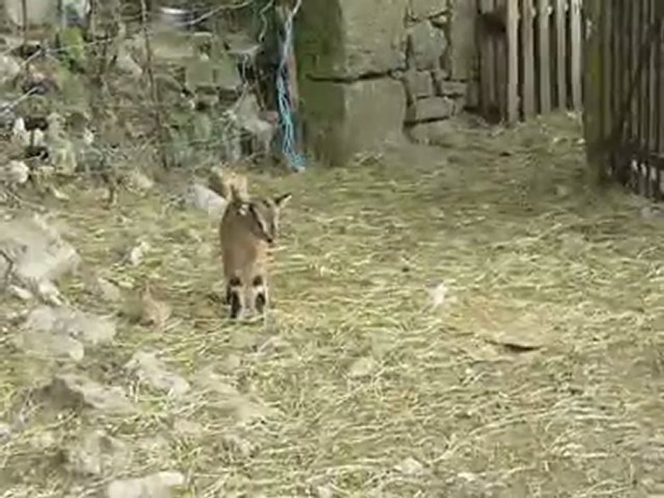 Elevage des Tourelles - Galia sur ressorts !