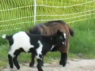 Elevage des Tourelles - Guismo s'amuse avec Ebène