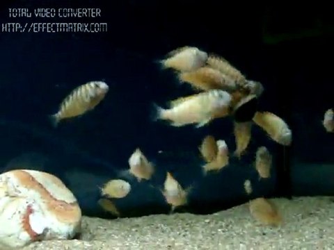 tropheus ilangi yellow