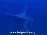 Çekic Köpek Balığı (Great Hammerhead)1