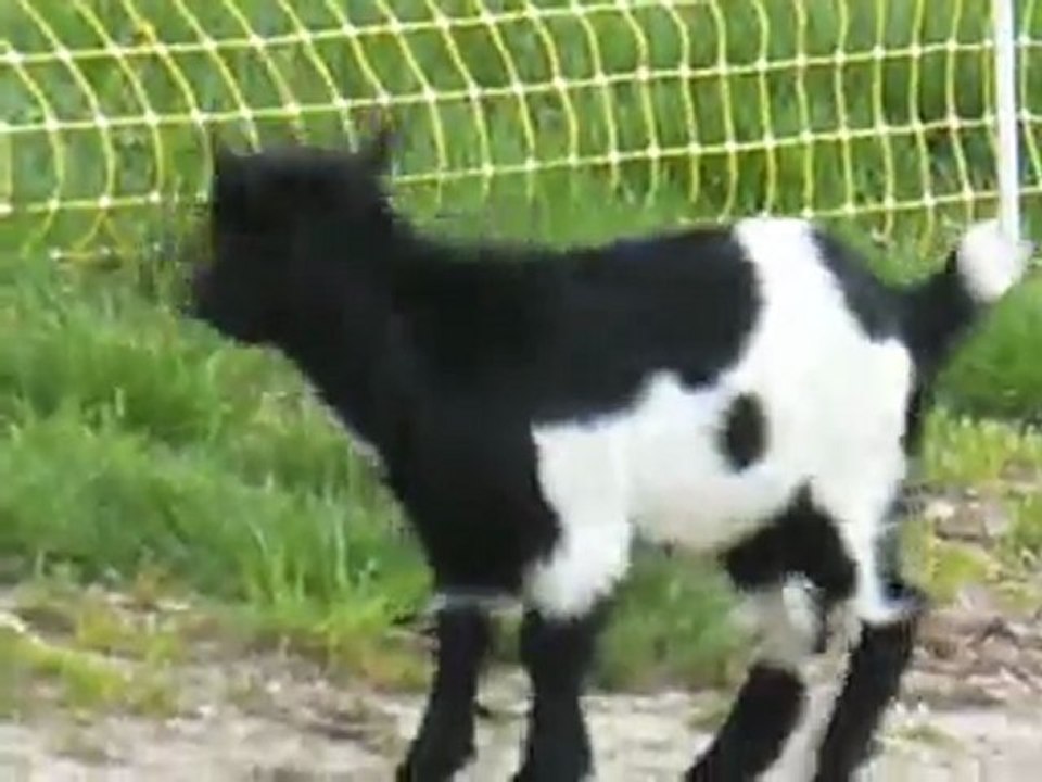 Elevage des Tourelles - Guismo profite de sa sortie pour courrir et jouer avec Ebène !
