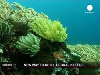 Reef researchers' coral breakthrough