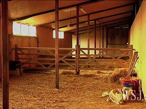 Hee Haw! Donkeys Get Last Laugh As One Greek Tragedy Ends Happily