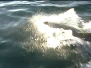 The dolphin jetpack that lets you swim like one