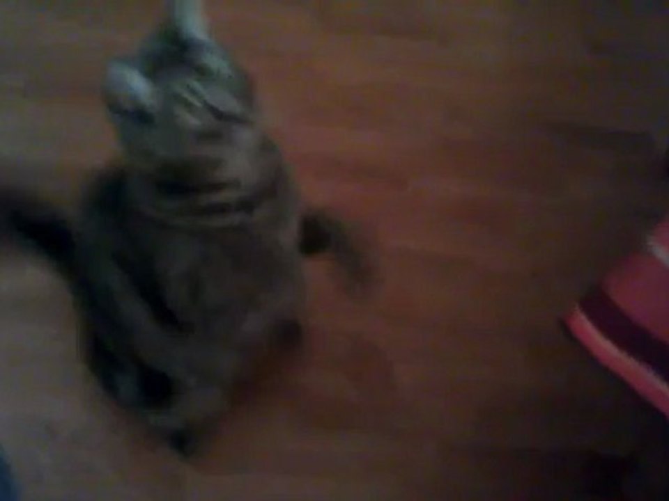 Chat danse des oreilles.avi