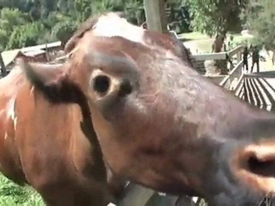 Broke Guy Day Care: Little Farm in Tilden Park