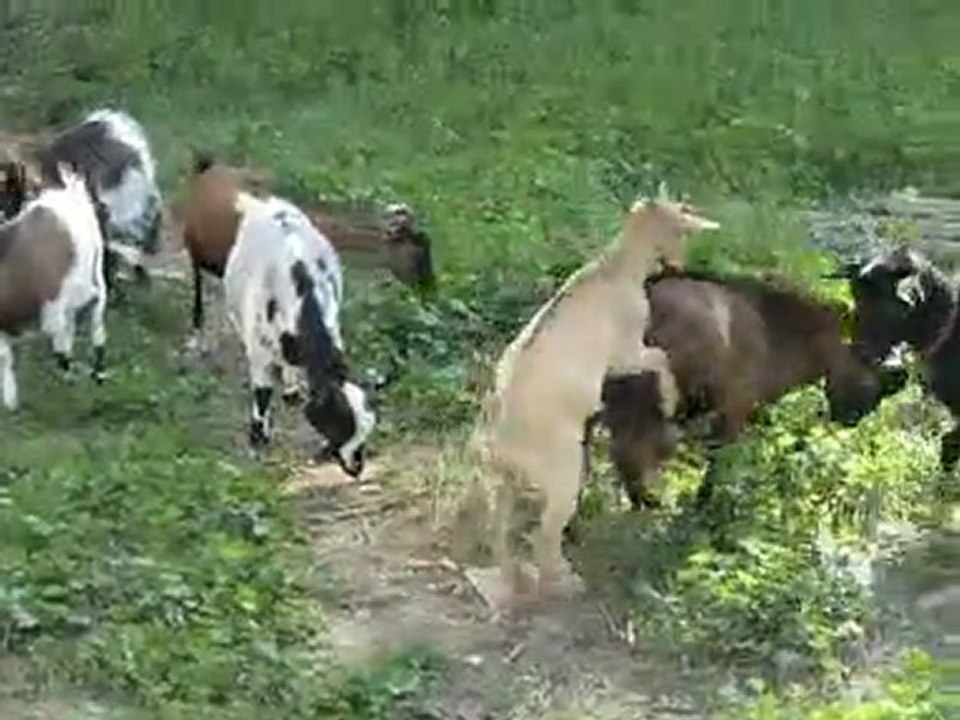 Elevage des Tourelles - Galoupiot harcèle Ebène et Galipette... quel tombeur !