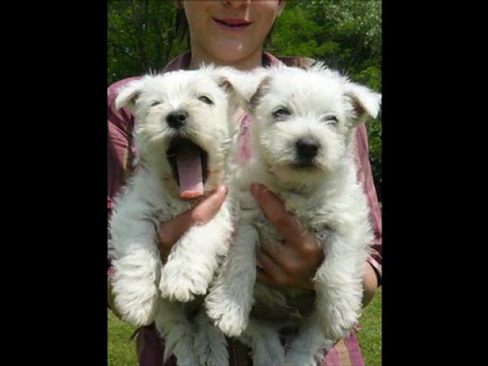 westie