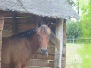 montage litchie et gringo!