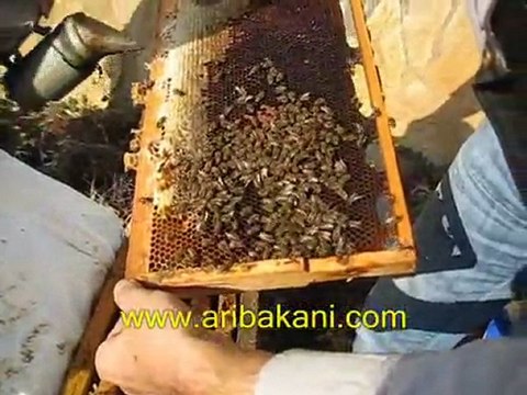 anasız koloniler, arıcılık videoları