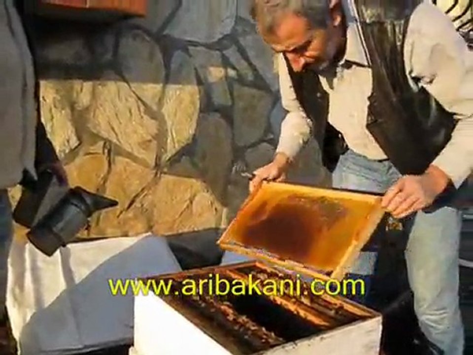 Anasız koloniye kafesle ana arı vermek, arıcılık videosu