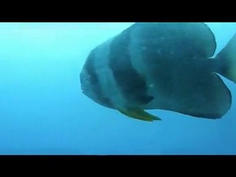 Plongée à Nosy Faly, Madagascar