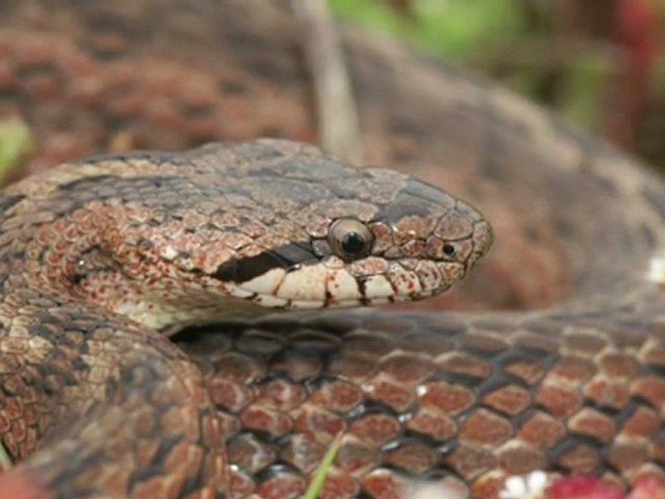 Serpents de France