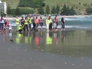 Squeaky clean penguins head out to sea