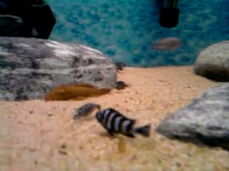 Video0081