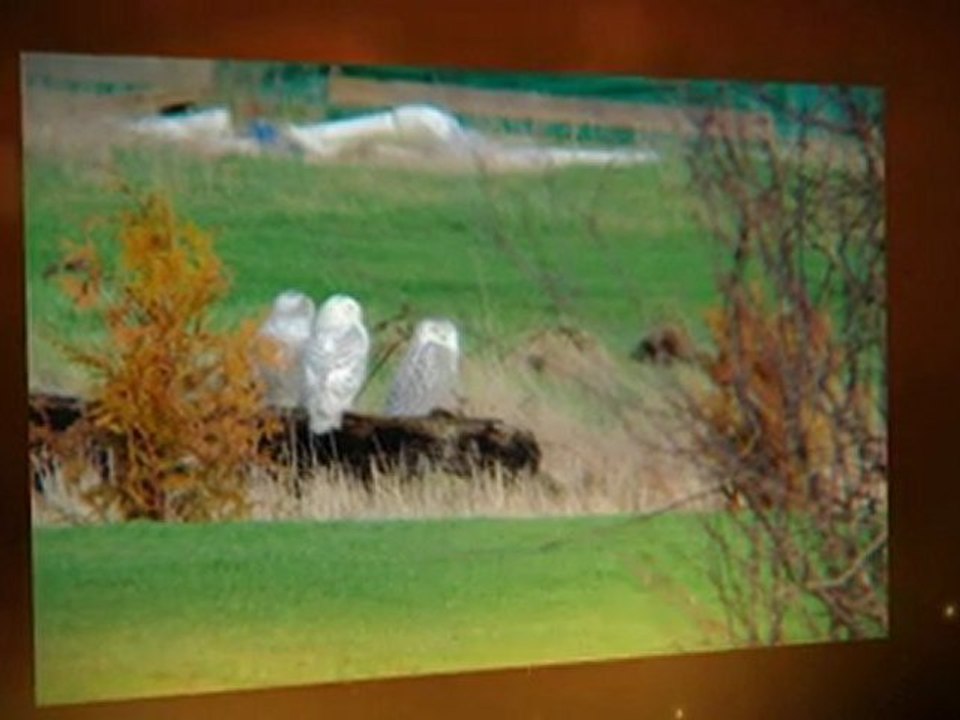 Top Deal Review - Bushnell Tour V2 Golf Laser Rangefinder