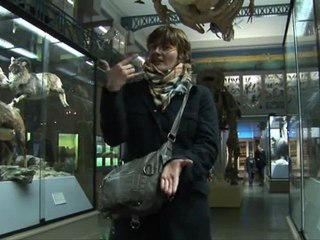 "Les oiseaux et les prédateurs"au musée d'Histoire naturelle de Lille
