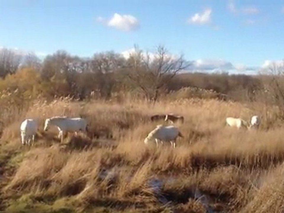 L'eau a baissé dans le marais.