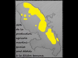 Filière banane en Martinique
