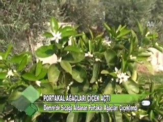 PORTAKAL AĞAÇLARI ÇİÇEK AÇTI 01 12 2011