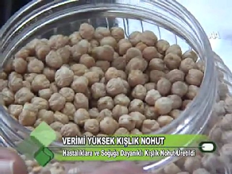 VERİMİ YÜKSEK KIŞLIK NOHUT 01 12 2011
